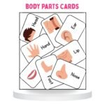 Parts of Body Flashcards 24 Cards